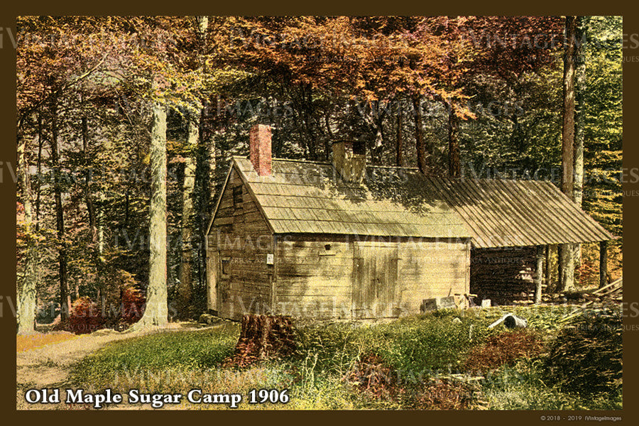 Old Maple Sugar Camp Postcard 1906 - 028
