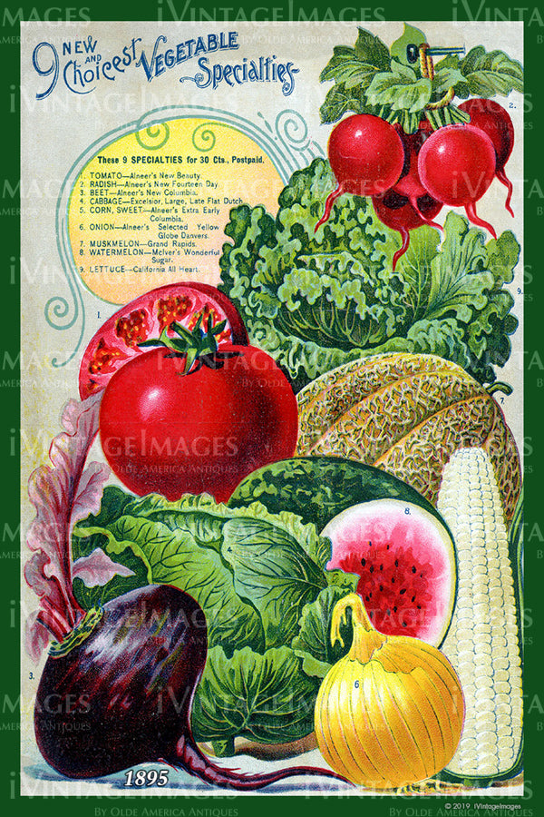 Variety Vegetables 1895 - 007