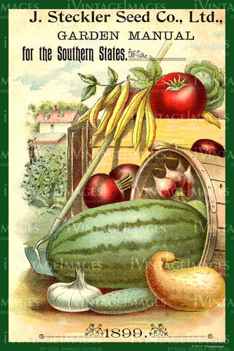 Steckler Vegetables 1899 - 013