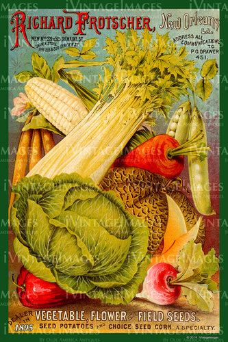 Richard Frotscher Vegetables 1895 - 017