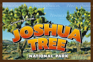 Joshua Tree Postcard 1935 - 6