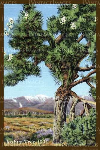 Joshua Tree Postcard 1930 - 7