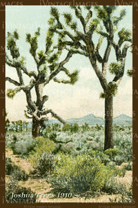 Joshua Tree Postcard 1910 - 8