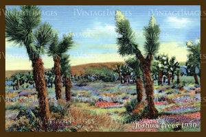 Joshua Tree Postcard 1930 - 9