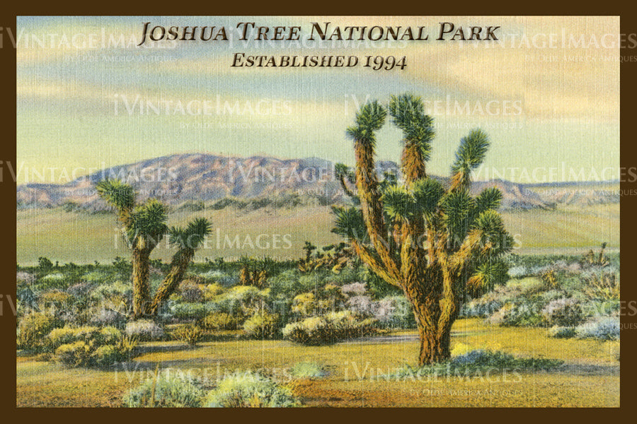 Joshua Tree Postcard 1930 - 10