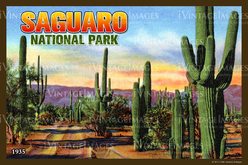 Saguaro Postcard 1935 - 11