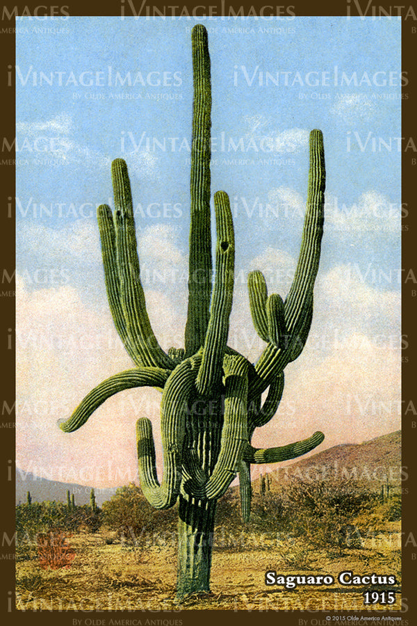 Saguaro Postcard 1915 - 12