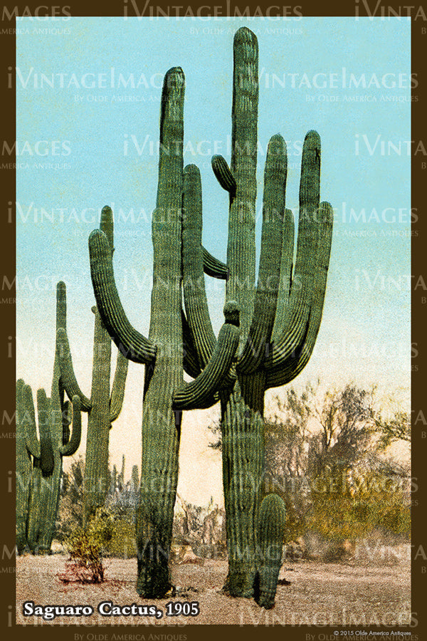 Saguaro Postcard 1905 - 13