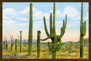 Saguaro Postcard 1920 - 14