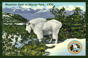 Glacier Postcard 1930 - 4