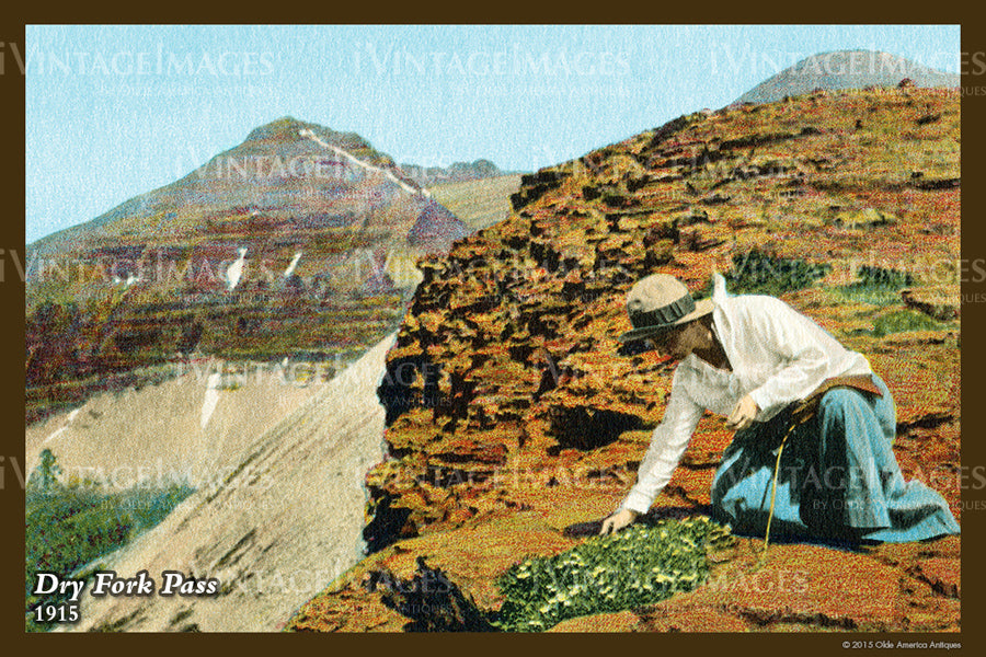 Glacier Postcard 1915 - 37