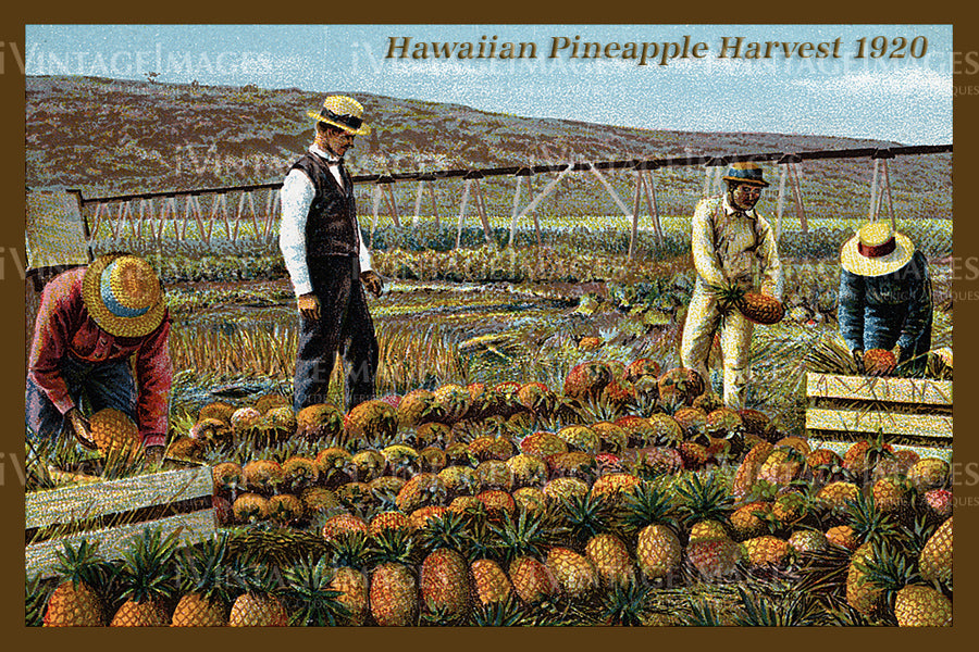 Hawaii Postcard 1920 - 16