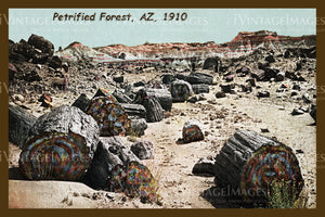 Petrified Forest Postcard 1910 - 03