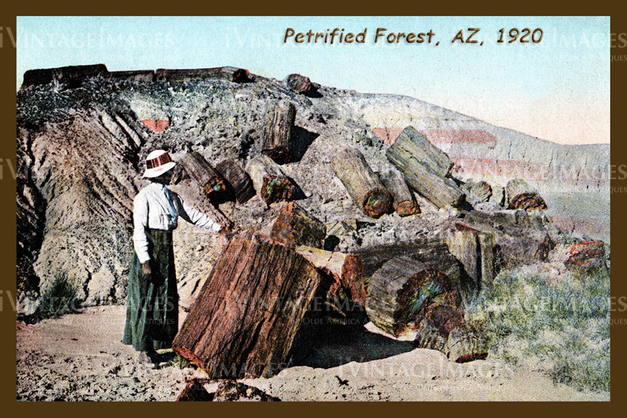Petrified Forest Postcard 1920 - 04