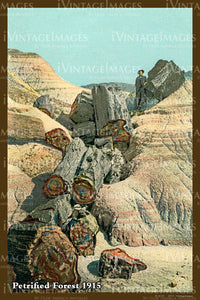 Petrified Forest Postcard 1915 - 06
