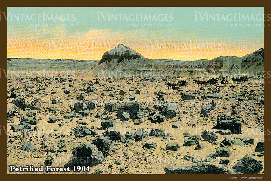 Petrified Forest Postcard 1904 - 12
