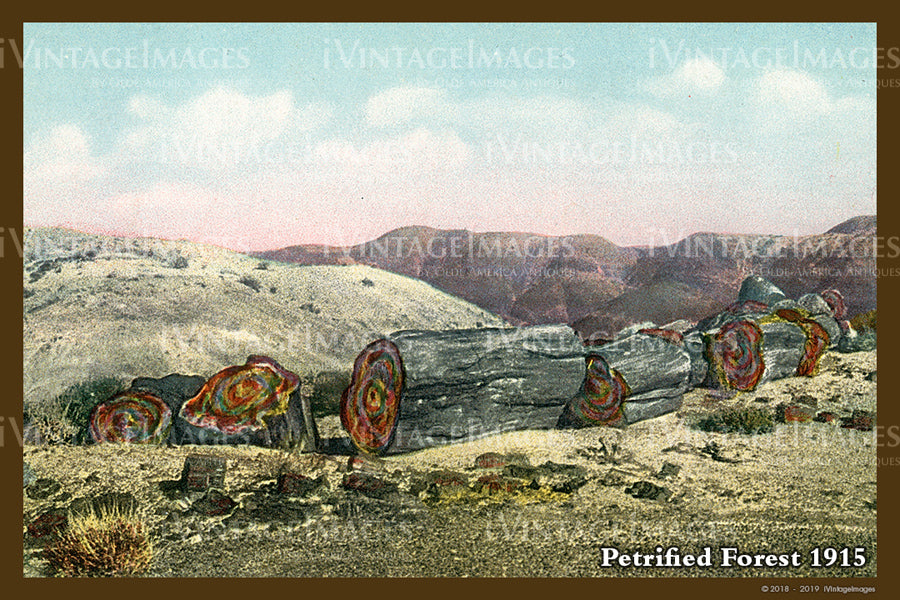Petrified Forest Postcard 1915 - 13