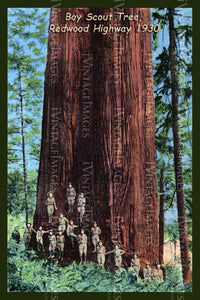 Redwood Postcard 1930 - 4