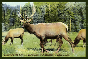 Redwood Postcard 1935 - 8