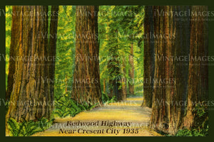 Redwood Postcard 1935 - 11