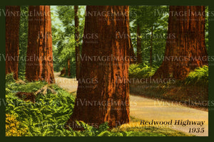 Redwood Postcard 1935 - 12