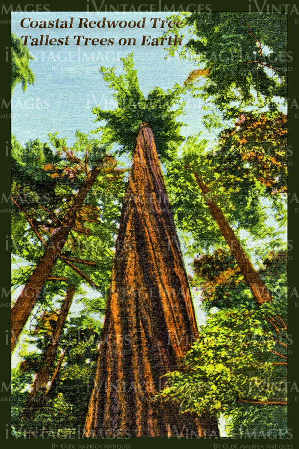 Redwood Postcard 1935 - 16