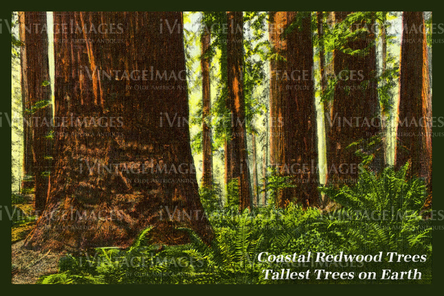 Redwood Postcard 1930 - 17