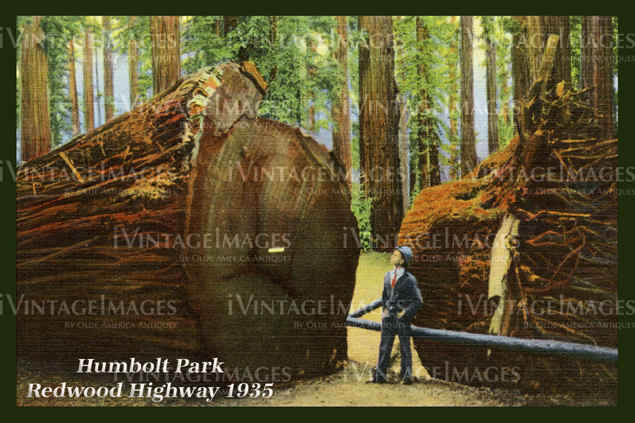 Redwood Postcard 1935 - 19