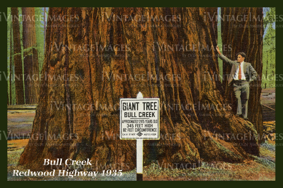 Redwood Postcard 1935 - 20
