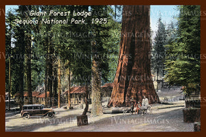 Sequoia Postcard 1925 - 1