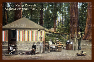 Sequoia Postcard 1915 - 2