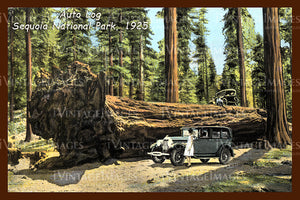 Sequoia Postcard 1925 - 4