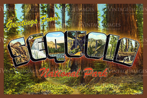 Sequoia Postcard 1930 - 5