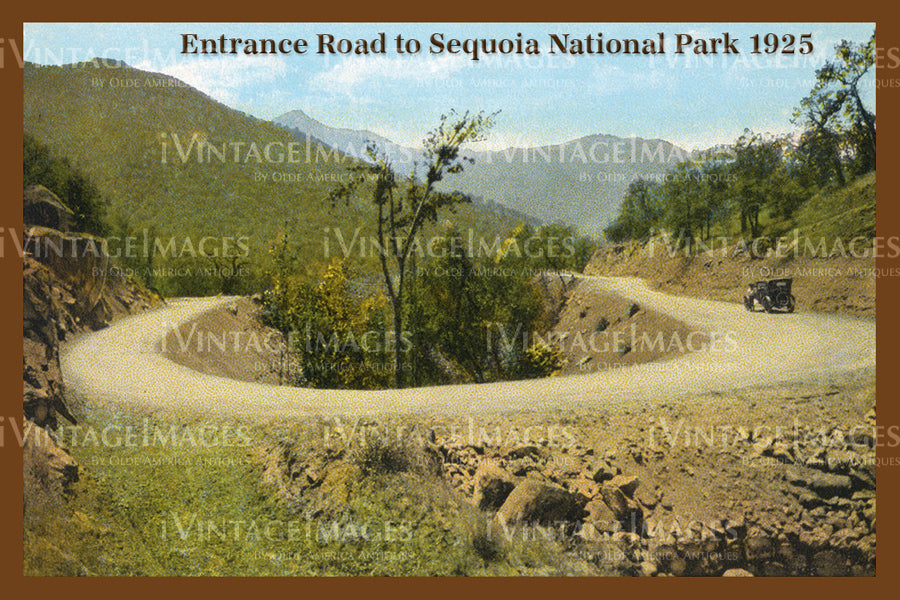 Sequoia Postcard 1925 - 6