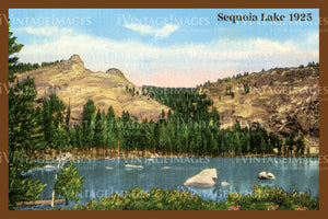 Sequoia Postcard 1925 - 7