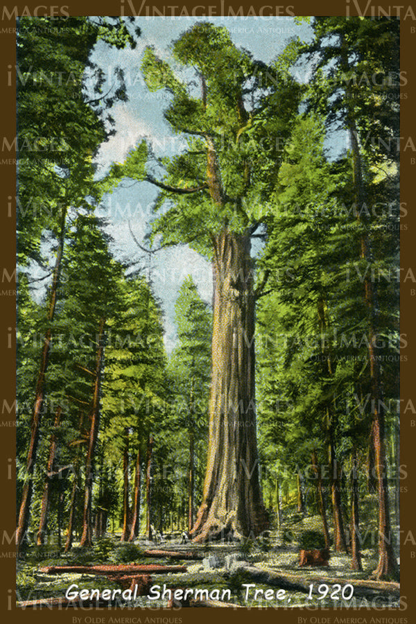 Sequoia Postcard 1920 - 9