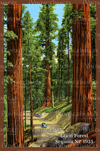 Sequoia Postcard 1935 - 12