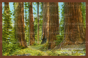 Sequoia Postcard 1935 - 13