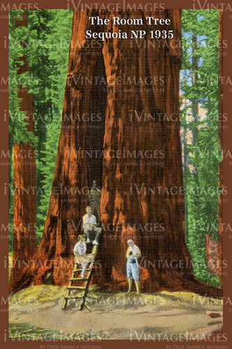 Sequoia Postcard 1935 - 14