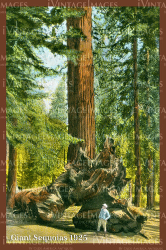 Sequoia Postcard 1925 - 15