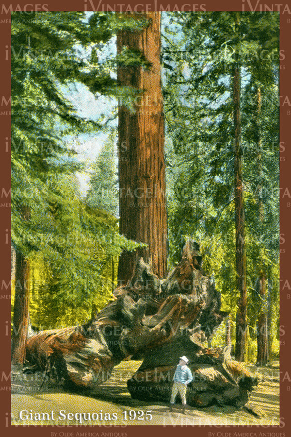 Sequoia Postcard 1925 - 15