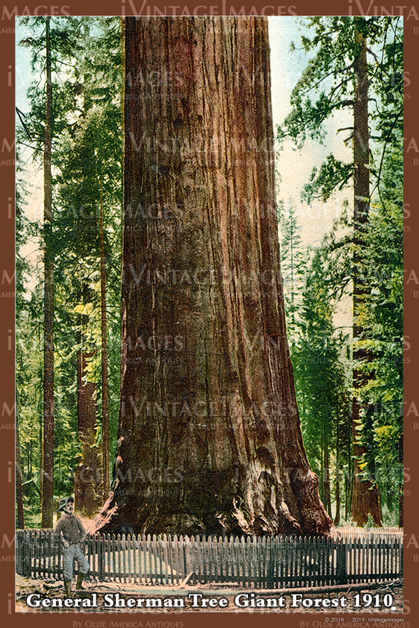 Sequoia Postcard 1910 - 17
