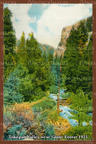 Sequoia Postcard 1925 - 18