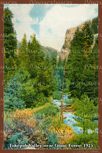 Sequoia Postcard 1925 - 18