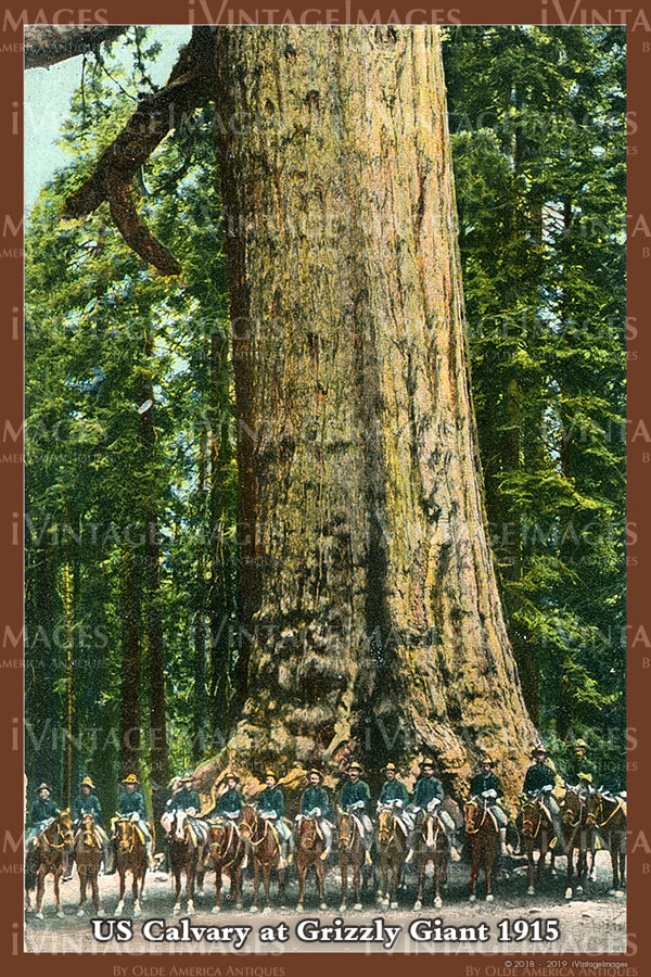 Sequoia Postcard 1915 - 20