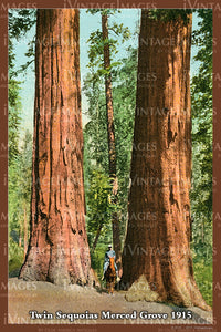 Sequoia Postcard 1915 - 21