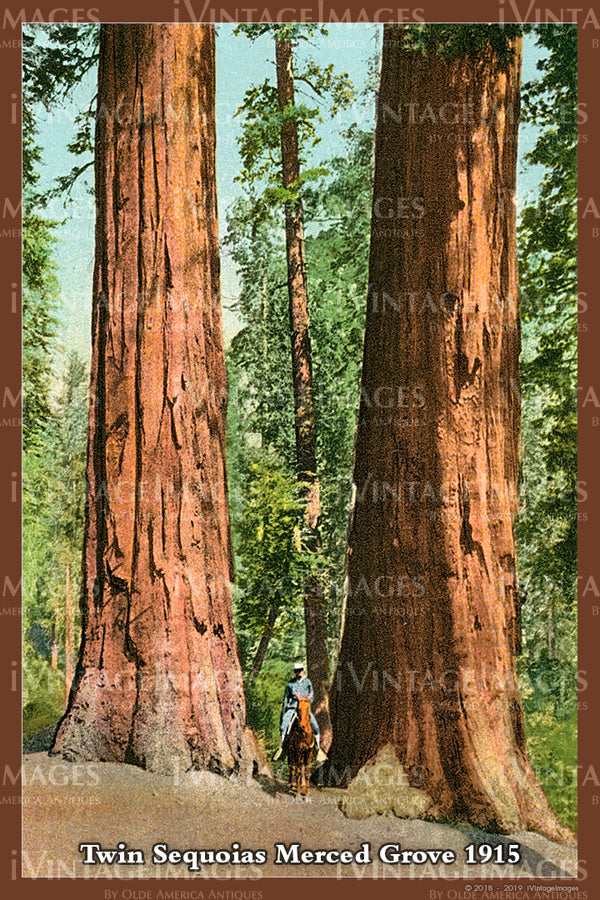 Sequoia Postcard 1915 - 21