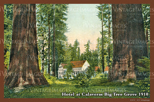 Sequoia Postcard 1910 - 22