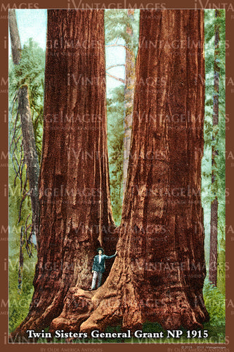 Sequoia Postcard 1915 - 23