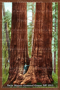 Sequoia Postcard 1915 - 23